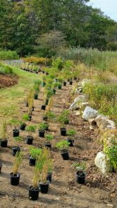 Hardscapes, stone, granite, patio, grass, marsh grass, seagrass, firepit, scituate