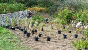 Hardscapes, stone, granite, patio, grass, marsh grass, seagrass, firepit, scituate
